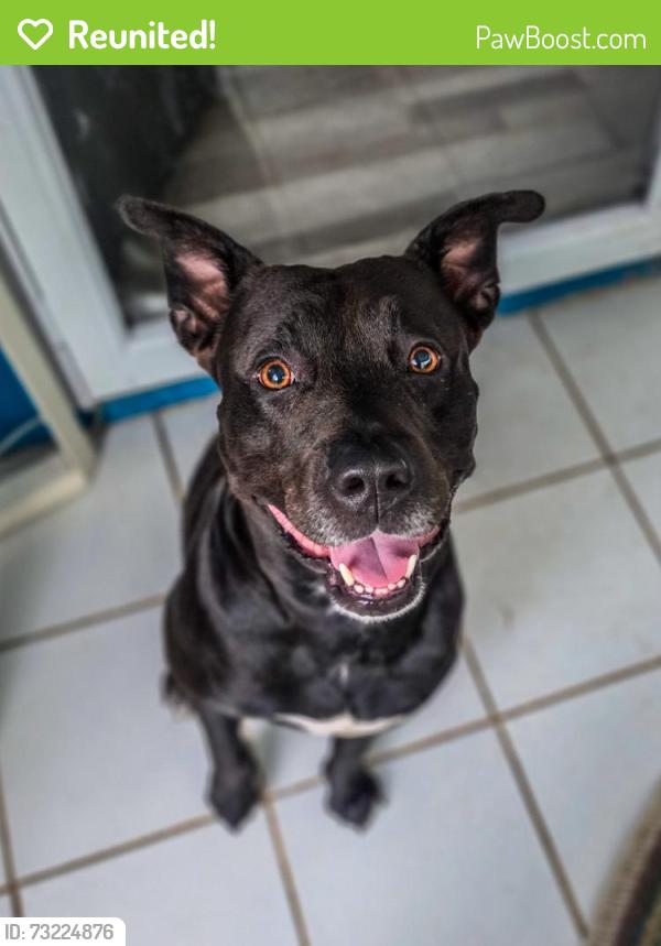 Reunited Male Dog last seen Near 10x apmts, Panama City Beach, FL 32407