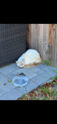 Reunited Male Cat last seen boise st and harmon, Berkeley, CA 94702