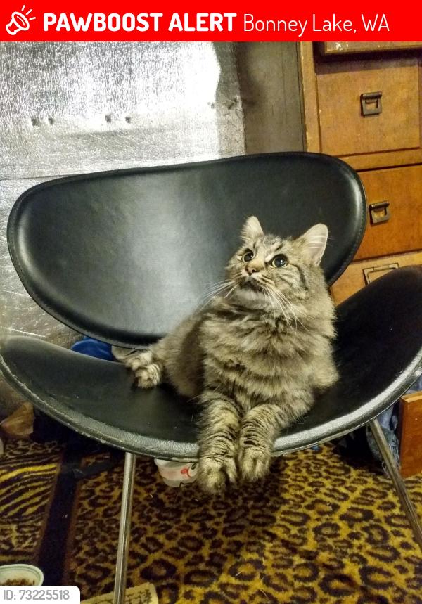 Lost Female Cat last seen Near 205th Ave e bonney lake wa, Bonney Lake, WA 98391