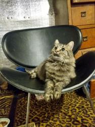 Lost Female Cat last seen Near 205th Ave e bonney lake wa, Bonney Lake, WA 98391