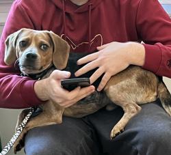 Lost Male Dog last seen Chapel Rd, Upper Dublin Township, PA 19038