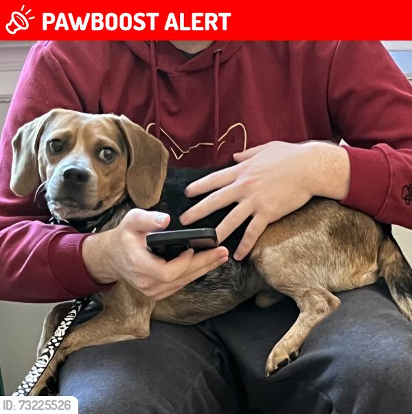 Lost Male Dog last seen Chapel Rd, Upper Dublin Township, PA 19038