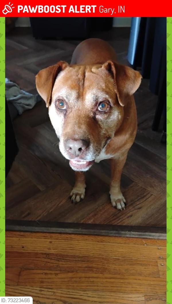 Lost Male Dog last seen Miller Beach @ Calumet Lagoon / Marquette Park, Gary, IN 46403