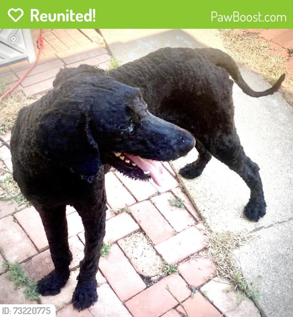 Reunited Male Dog last seen Rockmoor Dr, Ft. Worth, Edgecliff Village, TX 76134