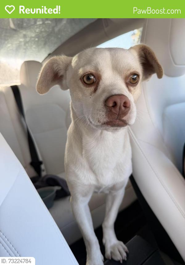 Reunited Male Dog last seen Thornton, San Francisco, CA 94118
