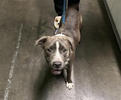 Shelter Stray Male Dog last seen , 1850 W 60th St, Los Angeles, CA 90047, USA
