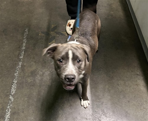 Shelter Stray Male Dog last seen , 1850 W 60th St, Los Angeles, CA 90047, USA