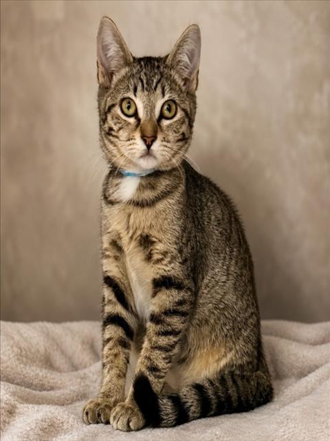 Shelter Stray Female Cat last seen , 3201 Lacy St, Los Angeles, CA 90031, USA