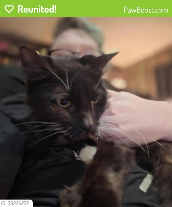 Reunited Female Cat last seen Harbin St, Canton, GA 30114