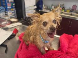 Shelter Stray Male Dog last seen , 11258 Garfield Ave, Downey, CA 90242, USA