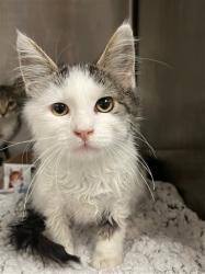 Shelter Stray Female Cat last seen , 14409 Vanowen St, Van Nuys, CA 91405, USA