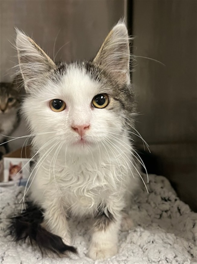Shelter Stray Female Cat last seen , 14409 Vanowen St, Van Nuys, CA 91405, USA