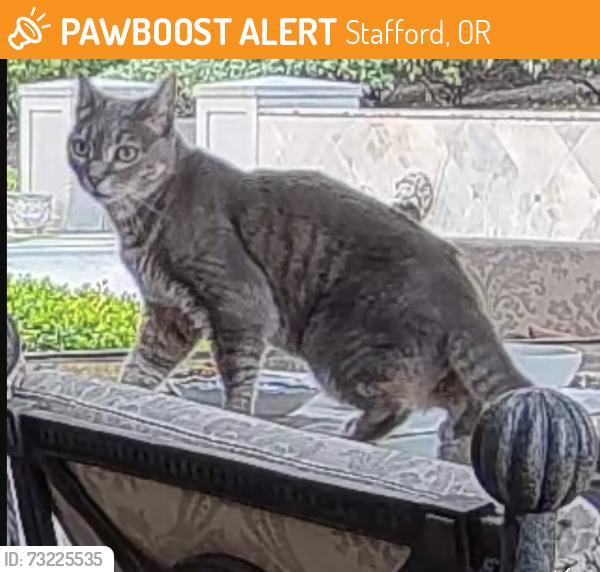 Found/Stray Female Cat last seen Rosemont whitten west linn, Stafford, OR 97068