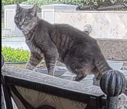 Found/Stray Female Cat last seen Rosemont whitten west linn, Stafford, OR 97068