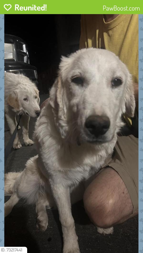 Reunited Unknown Dog last seen Lone Pine Canyon Rd, Wrightwood, CA 92329