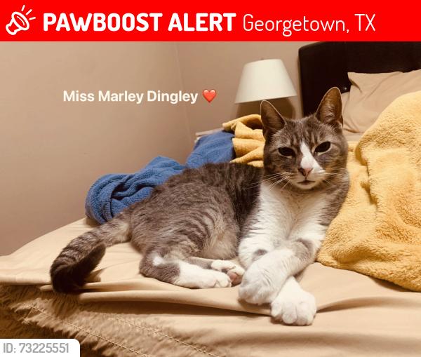Lost Female Cat last seen Rosedale blvd and poplar drive, Georgetown, TX 78628