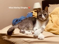 Lost Female Cat last seen Rosedale blvd and poplar drive, Georgetown, TX 78628
