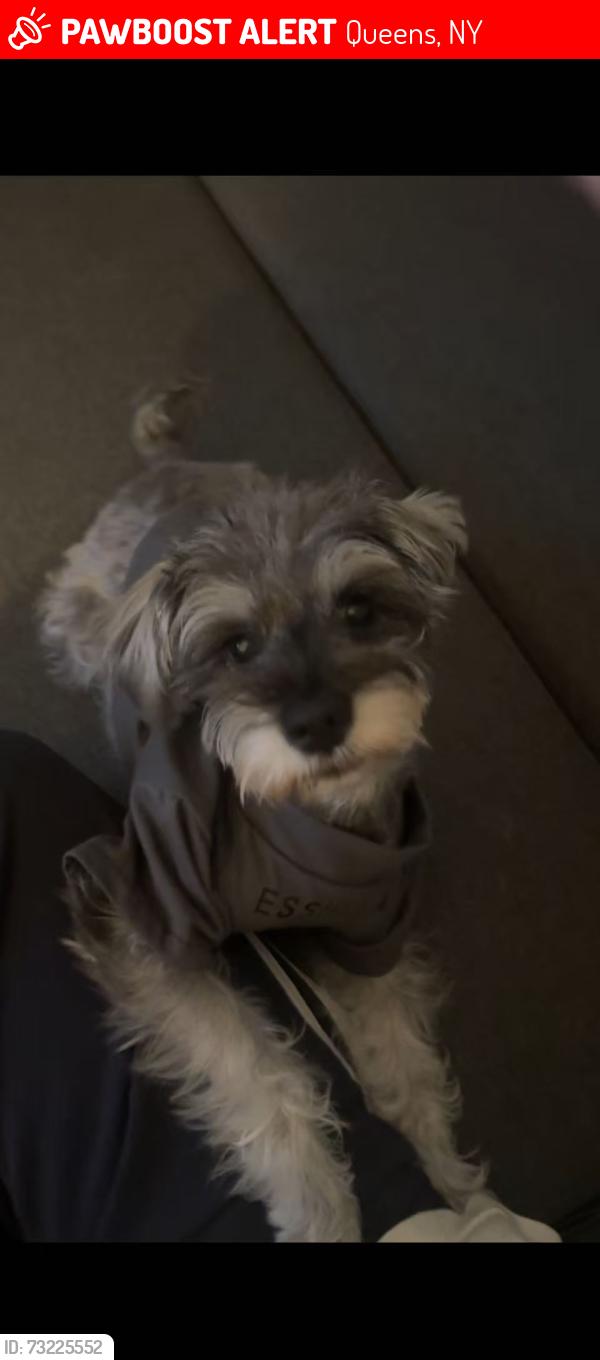 Lost Female Dog last seen 146-40 60Ave, Flushing, NY,11355, Queens, NY 11355