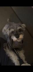 Lost Female Dog last seen 146-40 60Ave, Flushing, NY,11355, Queens, NY 11355