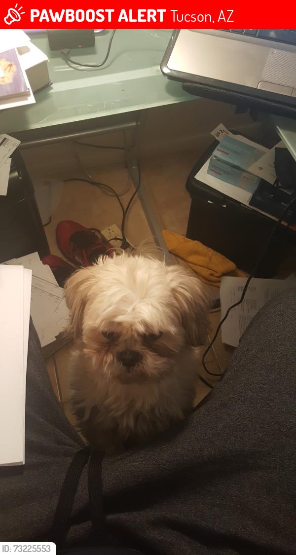 Lost Male Dog last seen Grant Silverbell, Tucson, AZ 85745