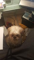 Lost Male Dog last seen Grant Silverbell, Tucson, AZ 85745