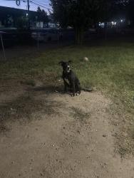 Reunited Male Dog last seen By Norton Elem, San Bernardino, CA 92405