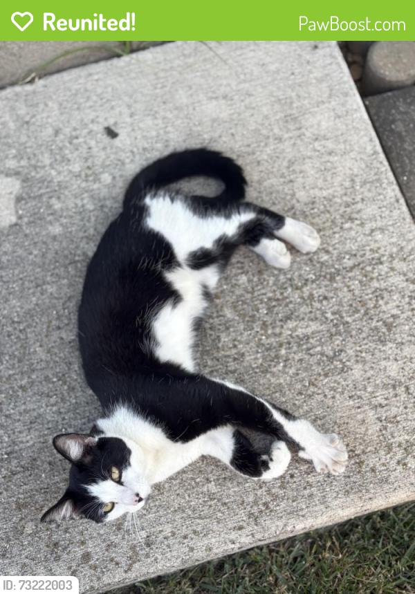 Reunited Male Cat last seen Sestos Dr, Columbus, OH 43207