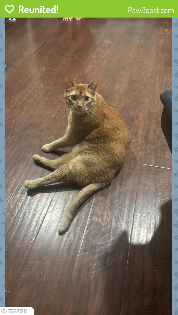 Reunited Male Cat last seen Cottage Dr. & Everman Park, Woodland, CA 95695