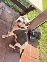 Reunited Male Dog last seen veterans memorial, Houston, TX 77038