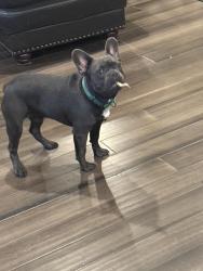 Reunited Male Dog last seen Topperwein, Converse, TX 78109