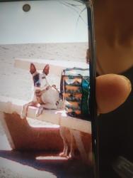 Lost Female Dog last seen College and Bowen, Modesto, CA 95350