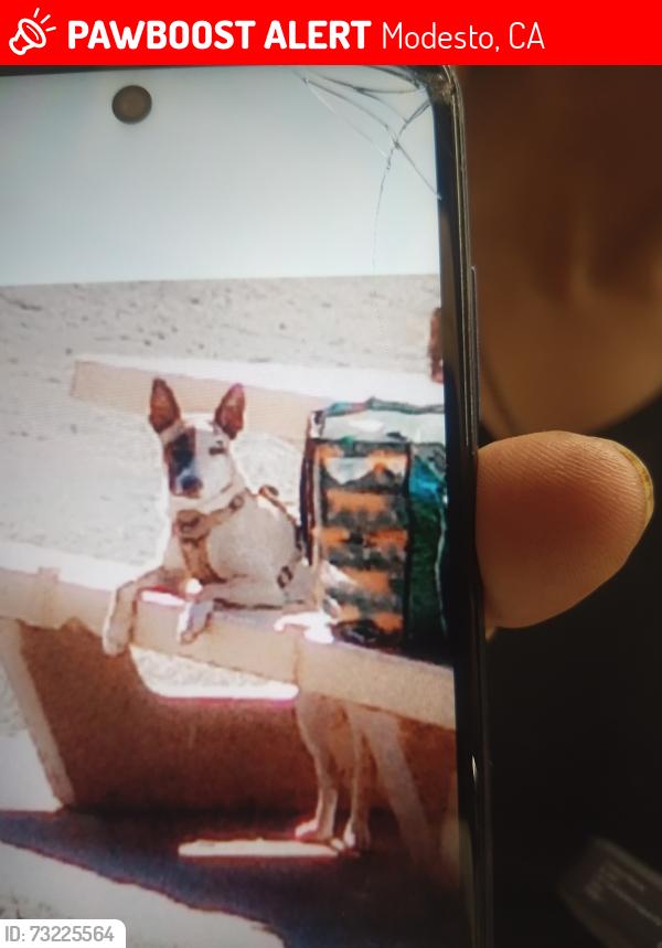 Lost Female Dog last seen College and Bowen, Modesto, CA 95350