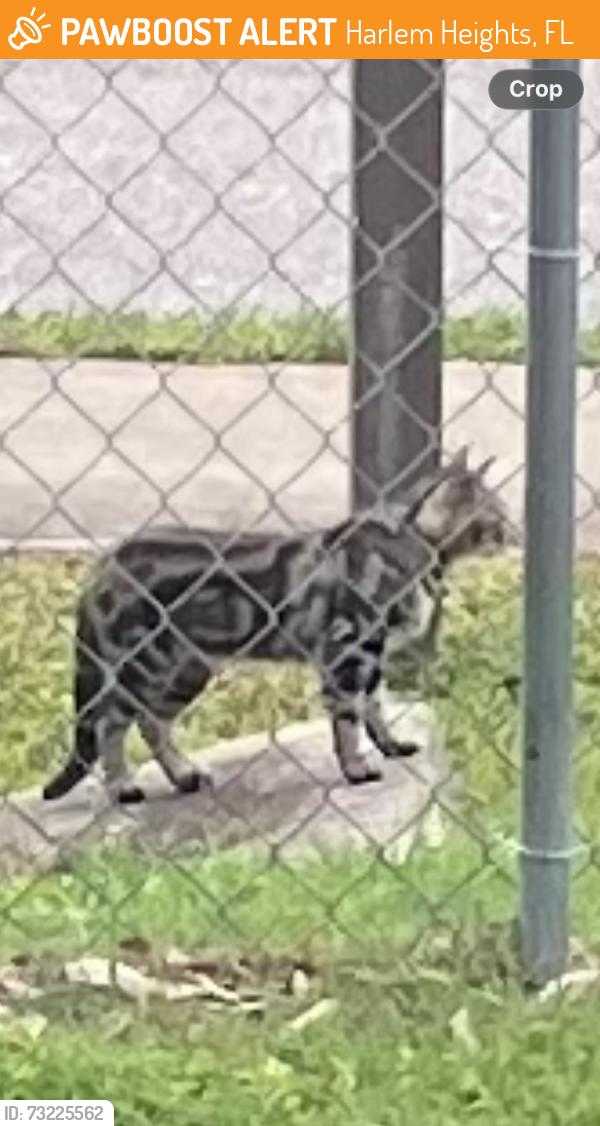 Found/Stray Unknown Cat last seen New Haven Dr., Harlem Heights, FL 33908