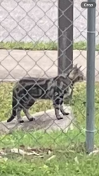 Found/Stray Unknown Cat last seen New Haven Dr., Harlem Heights, FL 33908