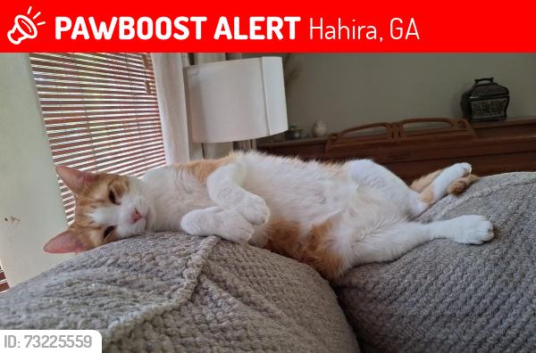 Lost Male Cat last seen Kristen Lane, Hahira, GA 31632
