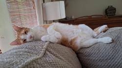 Lost Male Cat last seen Kristen Lane, Hahira, GA 31632