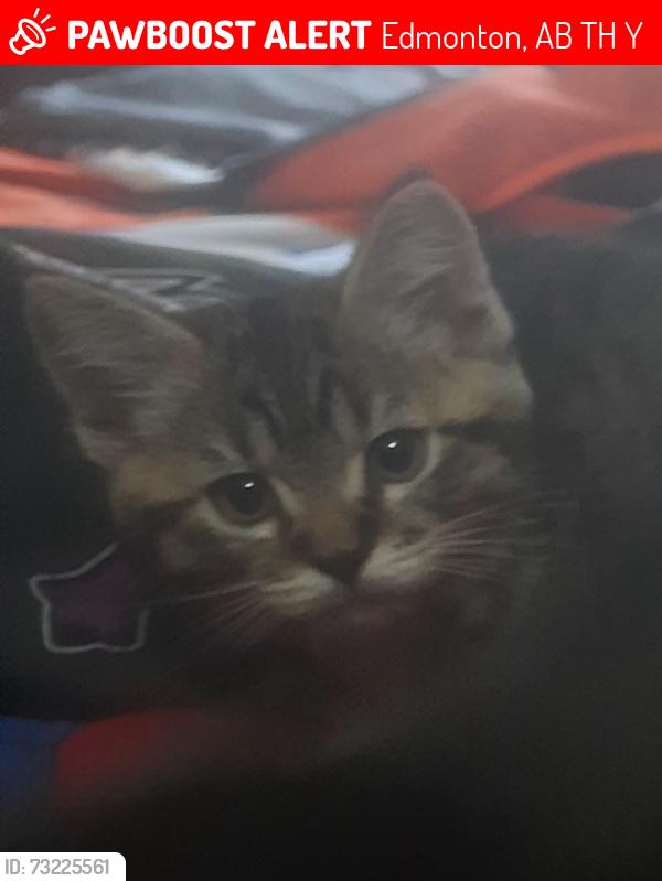 Lost Male Cat last seen Giovanni park, Edmonton, AB T5H 1Y8