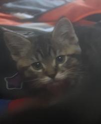 Lost Male Cat last seen Giovanni park, Edmonton, AB T5H 1Y8