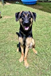Shelter Stray Male Dog last seen Near Buford Hwy NE, Atlanta, GA 30329, 30329, GA, 3280 Chamblee Dunwoody Rd, Chamblee, GA 30341, USA