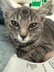 Shelter Stray Female Cat last seen Near Greenvale Drive, Decatur, GA, 30034, 30034, GA, 3280 Chamblee Dunwoody Rd, Chamblee, GA 30341, USA