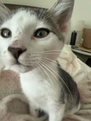 Shelter Stray Male Cat last seen Near Greenvale Drive, Decatur, GA, 30034, 30034, GA, 3280 Chamblee Dunwoody Rd, Chamblee, GA 30341, USA