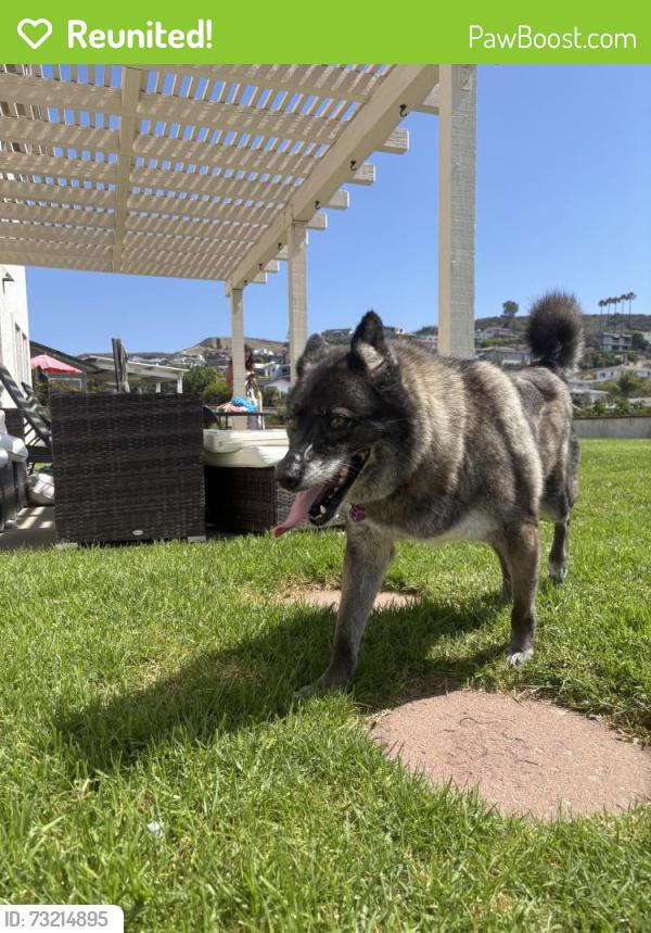 Reunited Male Dog last seen Skyline Rd near Arroyo Verde Park, Ventura, CA 93003
