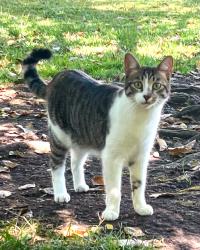 Lost Male Cat last seen Airport Boulevard, Larkfield-Wikiup, CA 95403