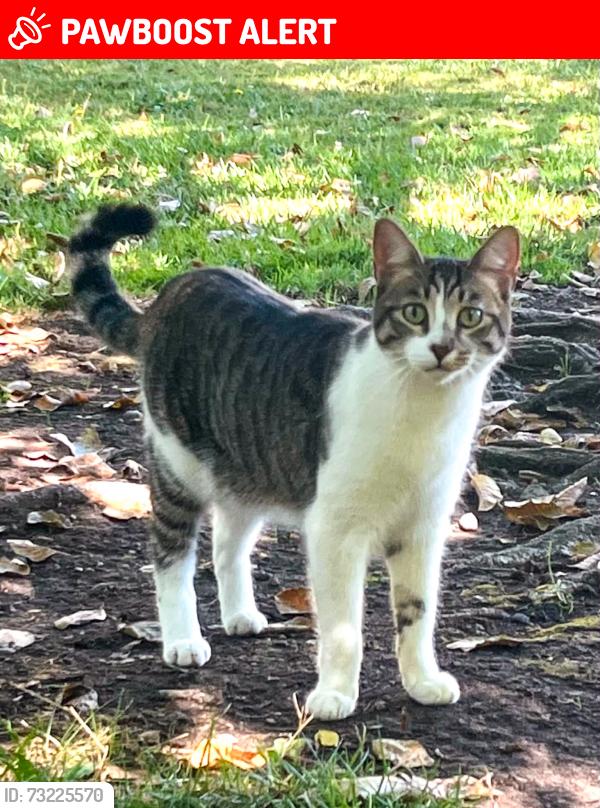 Lost Male Cat last seen Airport Boulevard, Larkfield-Wikiup, CA 95403