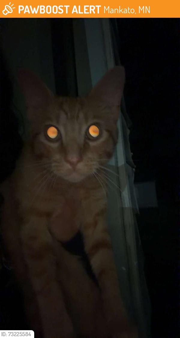 Found/Stray Male Cat last seen brooks, Mankato, MN 56001