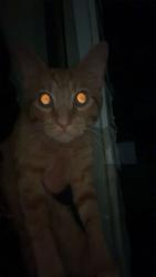 Found/Stray Male Cat last seen brooks, Mankato, MN 56001