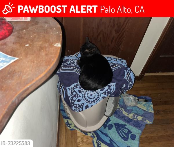 Lost Female Cat last seen Around Bowdoin and College Ave, Palo Alto, CA 94306