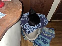 Lost Female Cat last seen Around Bowdoin and College Ave, Palo Alto, CA 94306