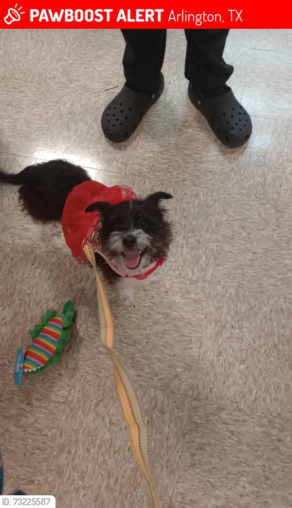 Lost Female Dog last seen Foster elementary school, Arlington, TX 76015