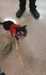 Lost Female Dog last seen Foster elementary school, Arlington, TX 76015